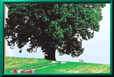 rudy_-_cts-_contemporary_(forest_green)001003.jpg